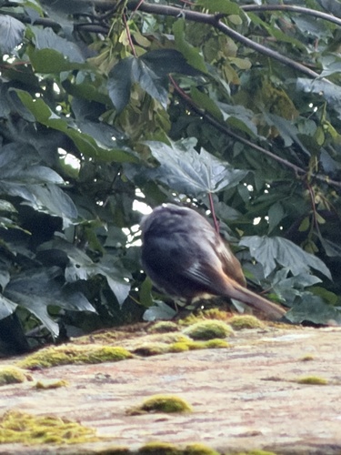 Black Redstart