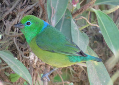 Chlorophonia cyanea