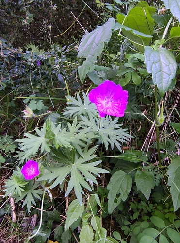 Bloody Crane's-bill