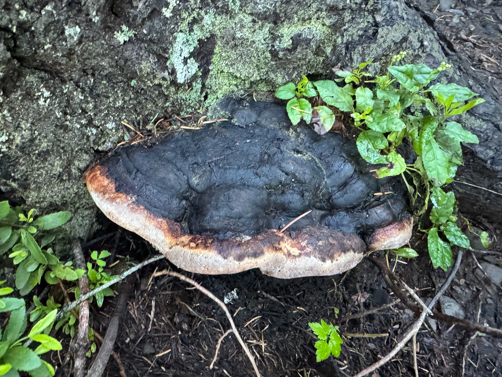 Northern Red Belt · June 2026 · photo: Photo: (c) Caleb Catto, some rights reserved (CC BY) · iNaturalist