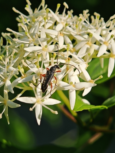 Anoplodera rufipes