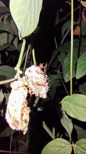 Yellow Crazy Ant