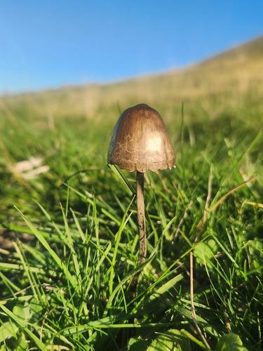 Petticoat Mottlegill