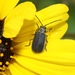 Encelia Leaf Beetle - Photo (c) James Bailey, some rights reserved (CC BY-NC), uploaded by James Bailey