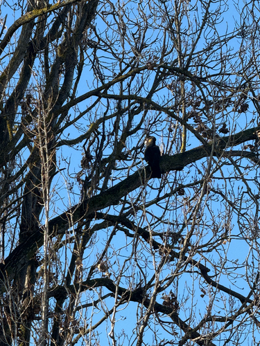 Yellow-tailed Black Cockatoo