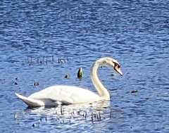 Cygnus olor