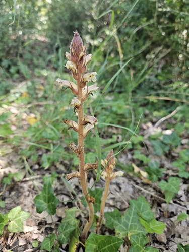ivy broomrape