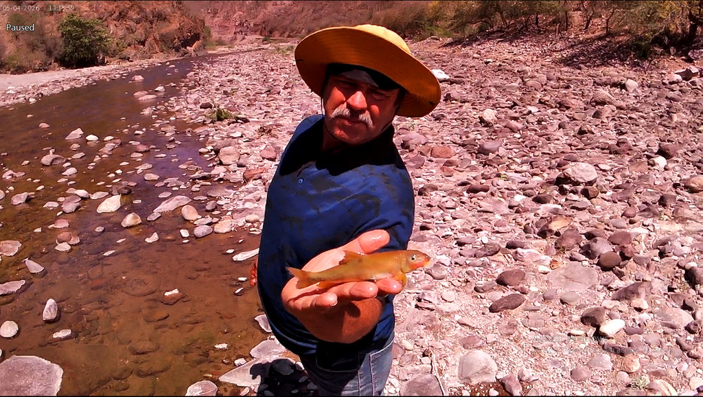 Yaqui Sucker