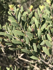 Melaleuca deanei