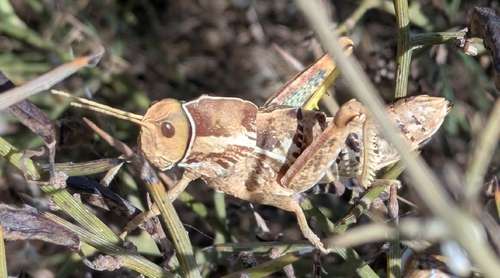 Pamphagus tunetanus