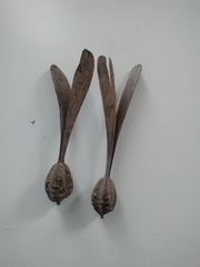 Gyrocarpus americanus, photograph author not stated, no rights reserved