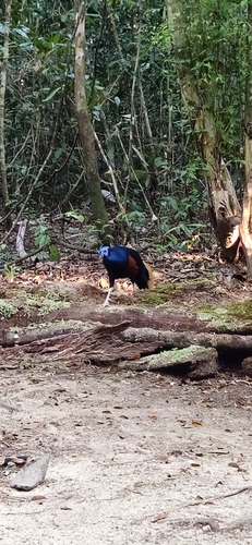 Bornean Crested Fireback