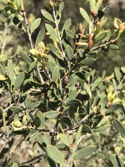 Melaleuca deanei