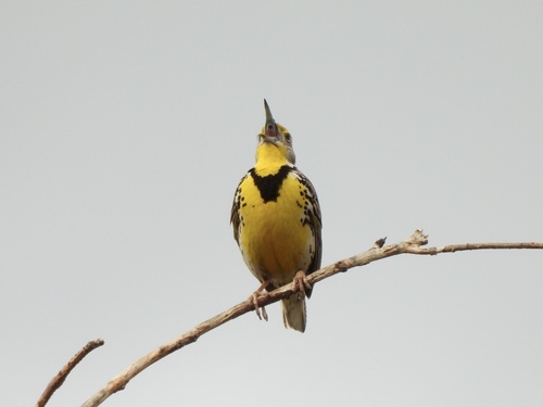 Western Meadowlark