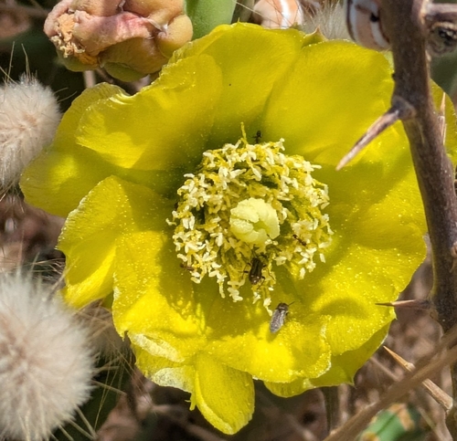shell mound pricklypear