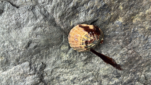 Cellana strigilis observed 2026-05-31
