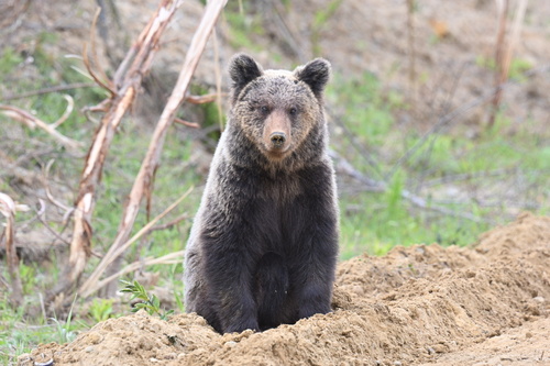 Ussuri Brown Bear