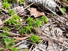 Sphagnum cuspidatum