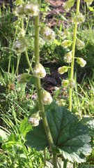 Tellima grandiflora
