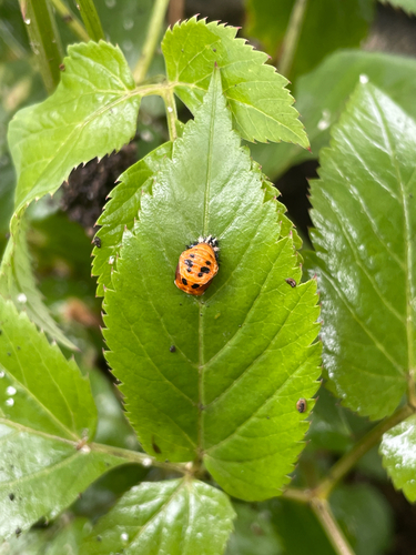 Asian Lady Beetle