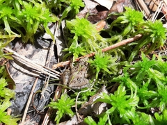 Sphagnum cuspidatum