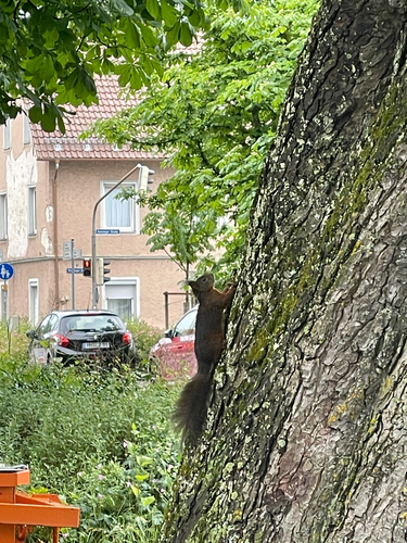 Eurasian Red Squirrel