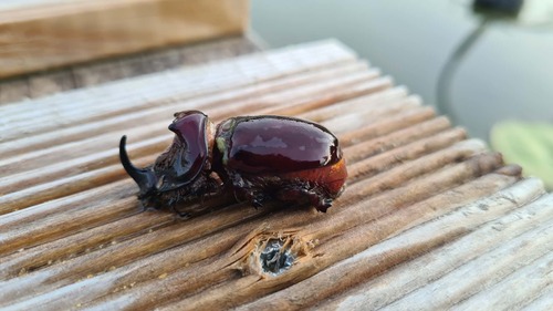 European Rhinoceros Beetle