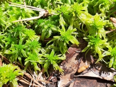 Sphagnum cuspidatum