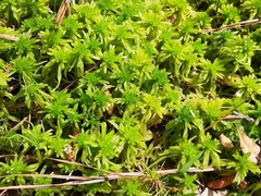 Sphagnum cuspidatum