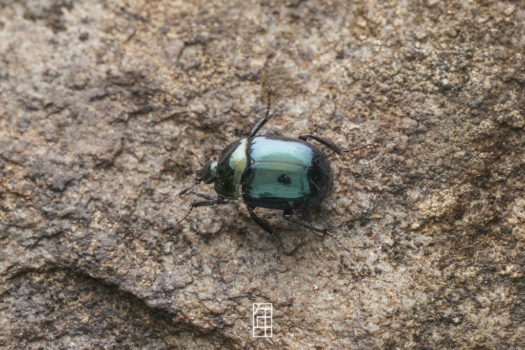Sphaerites nitidus