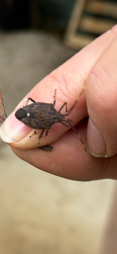Brown Shield Bug