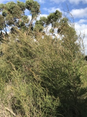 Kunzea leptospermoides