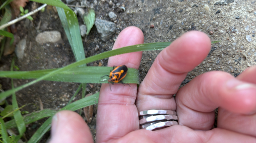Horehound Bug