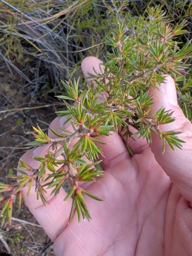 Leptospermum arachnoides, 2026-06-11