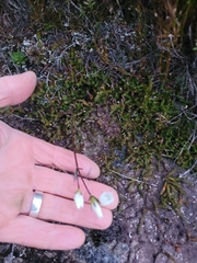 Gentianella montana