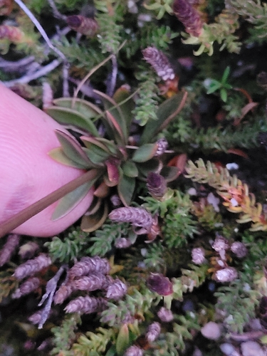 Gentianella montana, photograph 3