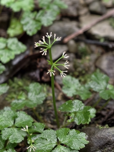 Sanicula lamelligera, 2026-06-11