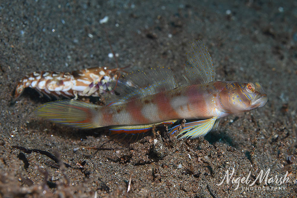 Diagonal Shrimp Goby