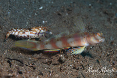 Diagonal Shrimp Goby photo 1