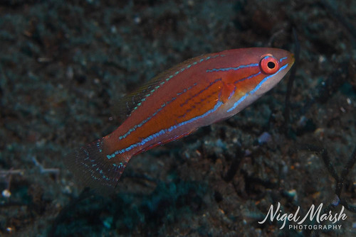 Paracheilinus carpenteri observed 2026-06-01