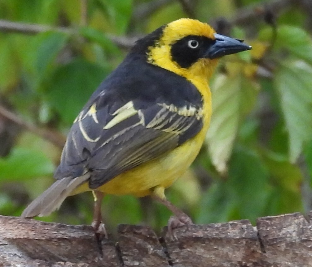 Baglafecht Weaver (Ploceus baglafecht), photo 4