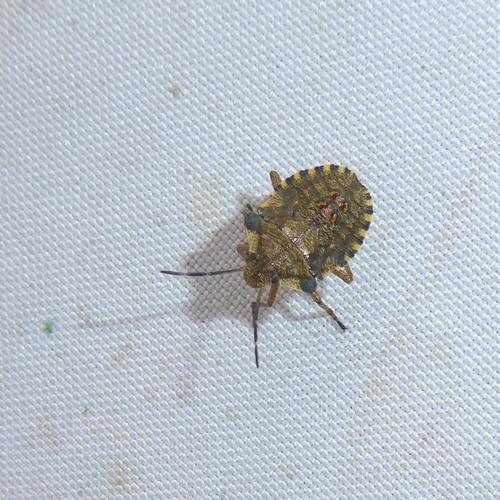 Forest Bug