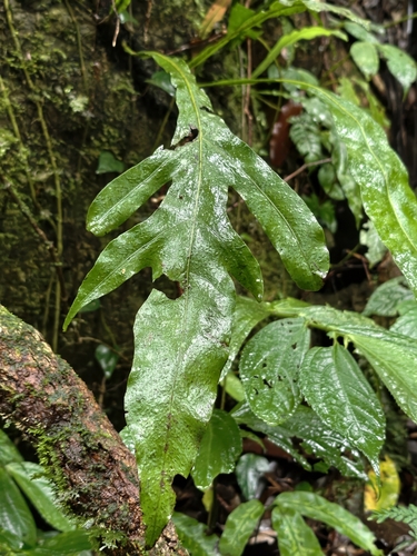 Leptochilus insignis observed 2026-06-11