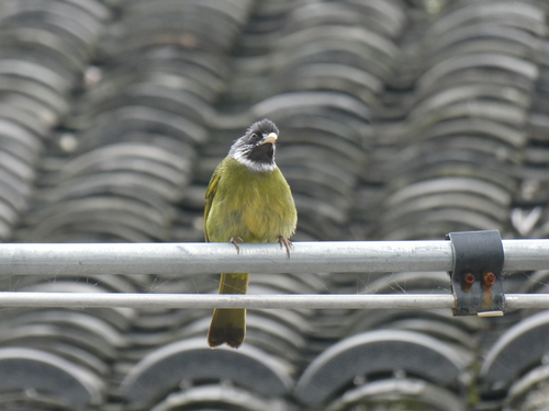 Collared Finchbill