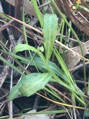 Lobelia anceps