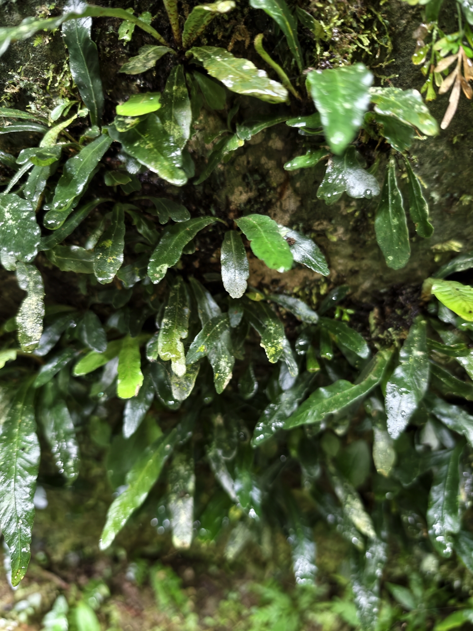 Asplenium griffithianum Hook. 2