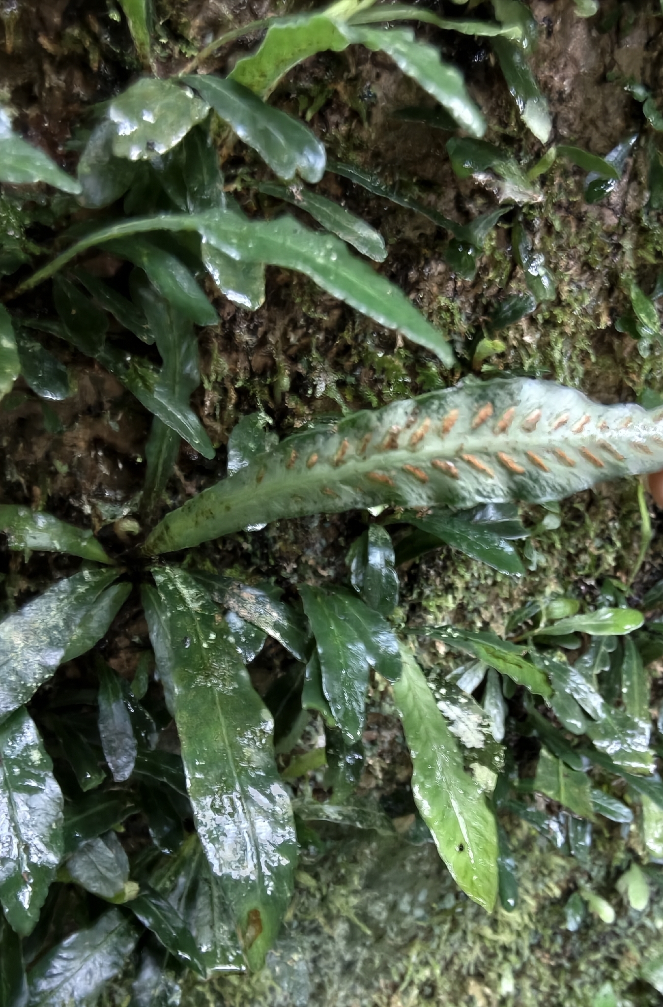 Asplenium griffithianum Hook. 3