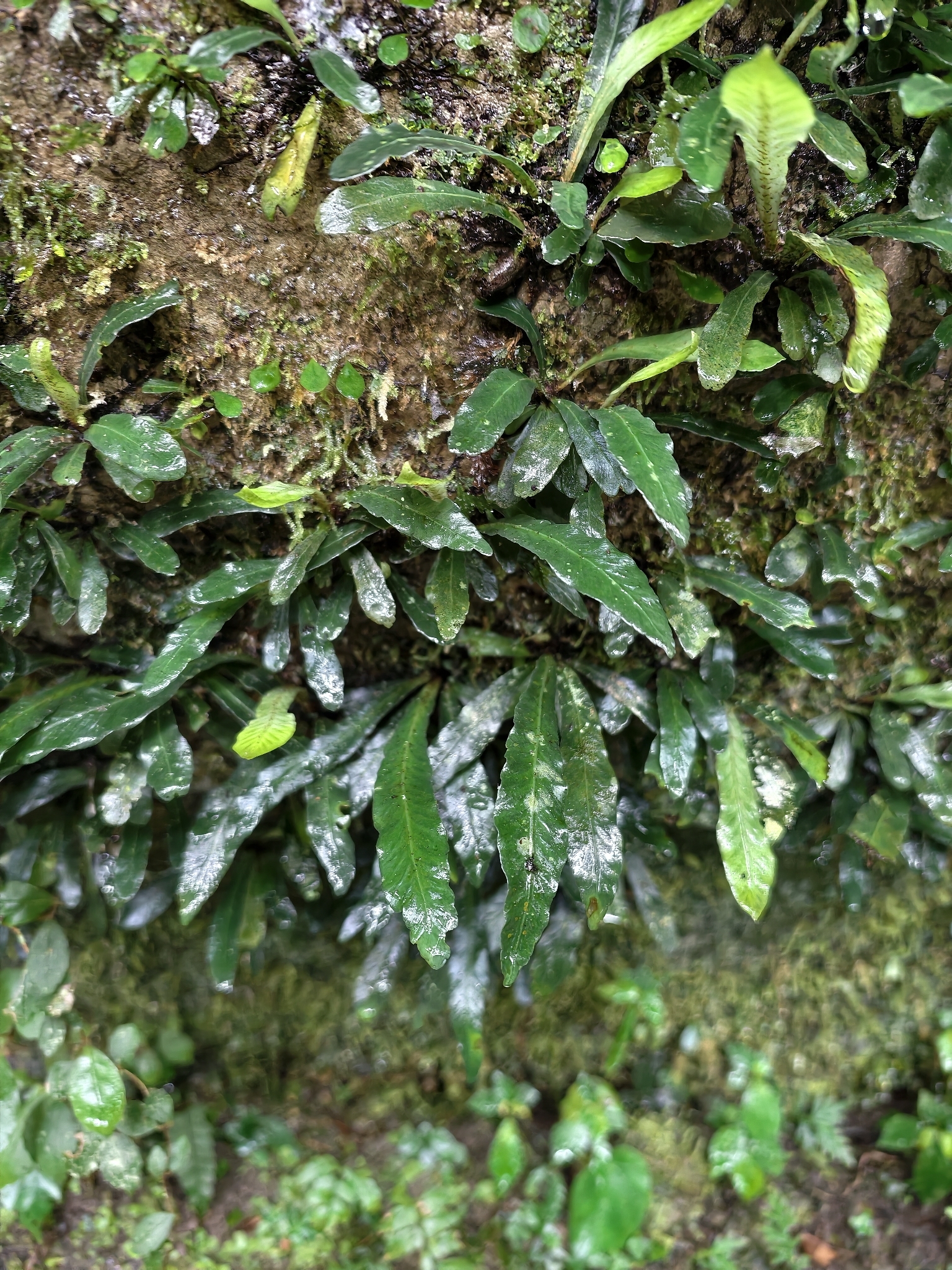 Asplenium griffithianum Hook. 4