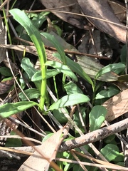 Lobelia anceps