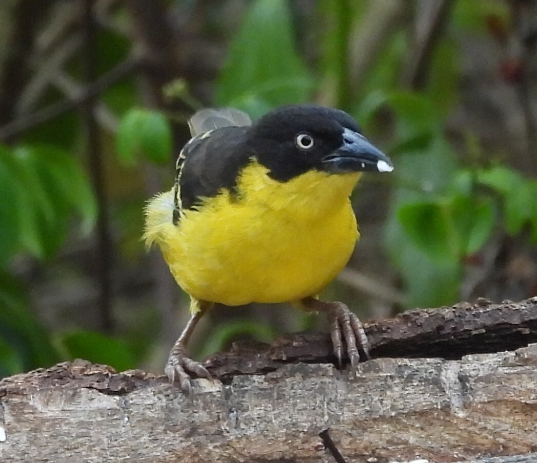 Baglafecht Weaver (Ploceus baglafecht), photo 5